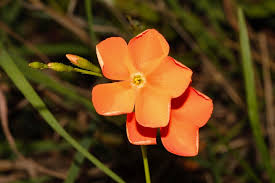 Image result for Tricliceras longepedunculatum