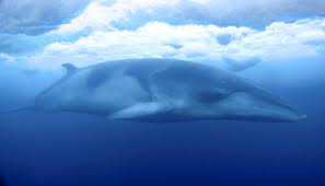 Southern minke whale (balaenoptera bonaerensis). Researcher Captures Striking Antarctic Video Of Minke Whale