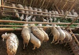 Tetapi di satu sisi ternak kambing di kandang akan lebih cepat besar. Panduan Lengkap Cara Beternak Domba Yang Menguntungkan Di Desa