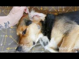 My dog manny is one of these lucky dogs. 3 Effective Home Remedies For Ear Mites In Dogs Youtube