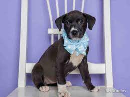 Animal Shelter Adopt A Pet Dogs Cats Puppies Kittens Humane Society Spca Lost Found Animal Shelter Animals Humane Society