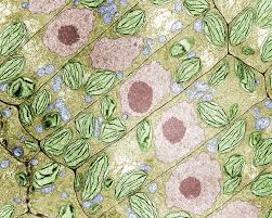 The final image produced from an electron microscope is always when you look at animal or plant cells under the electron microscope, you can see a lot more detail. Plant Cell Photograph By Biophoto Associates