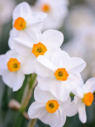 Find Out Your Birth Month Flower And The Meaning Behind It Viragok Novenyek Gyonyoru Viragok