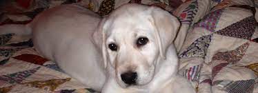 White lab puppies for sale in georgia. Milton White Labs Georgia White Lab Puppies