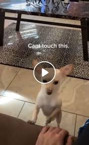 Welcome to funny pet videos, a channel dedicated to cute, fluffy cats and curious, rambunctious dogs. Safety First Wash Your Hands Video Gifs Coronavirus Chihuahua Puppy Funny Dog Videos Funny