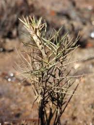 Image result for Sporobolus natalensis