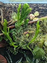 Image result for Selaginella tenerrima