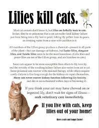 Pin By Lori Dasilva On Odds And Ends Cat Care Tips Cat Care Pet Safety