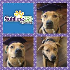 Long Island Dog Trainers Sublime K9 Puppy Training K9 Dog Training Dog Training