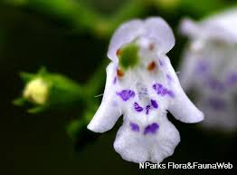 Image result for Maranthes