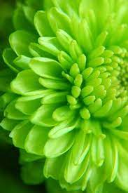 Pin By Susan Logan On Going Green Green Flowers Green Rose Flowers
