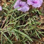 Image result for Ipomoea oenotherae