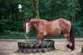 11 november 2015 why this breed? Meet The Ardennes Draft Horse The Carolinas Equestrian