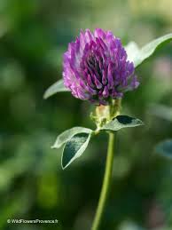 Image result for Trifolium masaiense