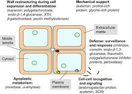 In a plant cell, the cell wall is made up of cellulose, hemicellulose, and proteins while in a fungal cell, it is composed of chitin. Digging Deeper Into The Plant Cell Wall Proteome Sciencedirect