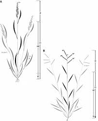 Image result for Urochloa marlothii