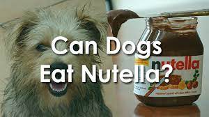 Can Dogs Eat Nutella Pet Consider