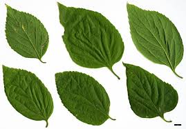 Image result for Celtis