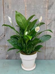 10 Plants To Bring Positive Energy And Good Fortune Into Your Home Plants House Plants Inside Plants