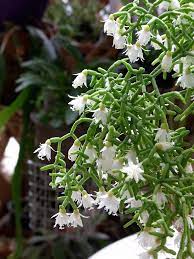 Maybe you would like to learn more about one of these? 50 Popular Types Of Succulents With Pictures Keeping Succulents