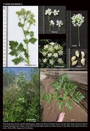 Image result for Conium