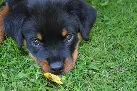 As both the german shepherd and rottweiler are large dogs expect the shepherd rottie mix puppies to grow into a large dog that's powerfully built, athletic dogs and will be medium to. A Rottweiler Mixed With A German Shepherd Neeness