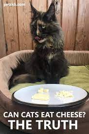 Can Cats Eat Cheese What Cats Can Eat And Can T The Pets Kb Cats Cat Care What Cats Can Eat