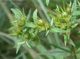 Image result for Conostomium natalense