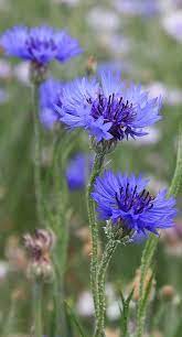 Nature Photograph Blue Astera By Bruce Bley Flowers Nature Amazing Flowers Flower Garden