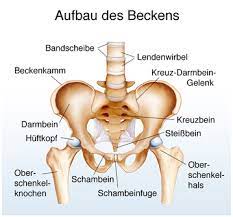 Schambein Funktion Aufbau Beschwerden Gesundpedia De