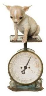 Chihuahua Growth Chart Weight And Size Calculations