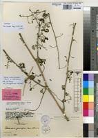 Image result for Adenia gummifera