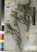 Image result for Melolobium