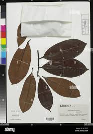 Image result for Pentadesma