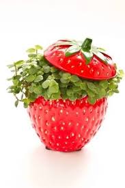 Ficus Curling In A Beautiful Flower Pot In A Strawberry In 2020 Strawberry Kitchen Strawberry Strawberry Decorations