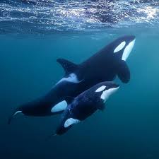Orcas are very social and emotional animals. Orcas On Instagram Trying My Daring Best Pc Toddthimios Dolphin Orca Blackfish Whalewatching Conservation Savethewhales Orca Orca Whales Animals