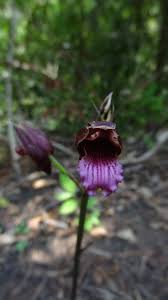 Image result for Eulophia sp. nov.