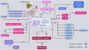 Most of the time, these signs are caused by other health problems besides cancer. Anti Tumor Activities Of Probiotics In Cervical Cancer Journal Of Ovarian Research Full Text