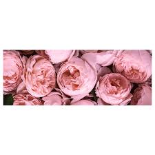 Like roses the size of cabbages! Bjorksta Picture Pink Peony 140x56 Cm Ikea