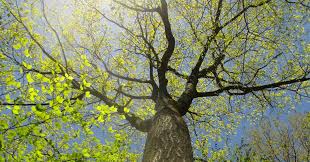 Check spelling or type a new query. What One New England Tree Can Tell Us About The Earth S Future Essay Zocalo Public Square