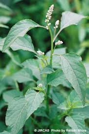 Image result for Chasmanthera dependens