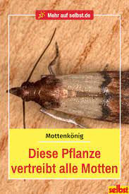 pin auf schadlinge