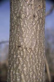 We did not find results for: Tree Of Heaven Ohio Department Of Natural Resources