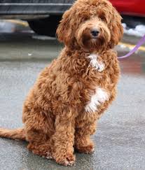 They are quick learners and easy to train. Upcoming Litters Labradoodles By Design Labradoodle Mini Labradoodle Puppy Labradoodle For Sale