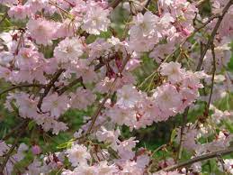 Japanese Garden Lima Oh Official Website