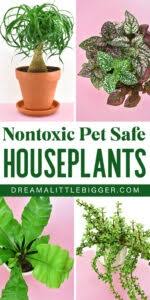 Are herbs toxic to cats? Nontoxic Pet Cat Dog Safe Houseplants Plants Dreamalittlebigger Header Dream A Little Bigger