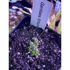 Image result for Genlisea