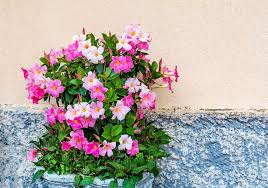 Different Types Of Mandevilla Photos Garden Lovers Club Plants Flower Pots Outdoor Mandevilla Vine