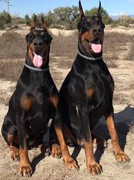 The little boy (devil) who has 666 on his forehead, and had dobamann(sp). Always By Your Side Dobermann Kennel Home Facebook