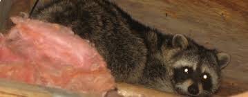 You may also see the raccoons if you go into your attic and look around. Will Repellents Get A Raccoon Out Of The Attic